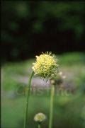 Cephalaria alpina